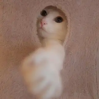 握手の圧が強すぎるネコ　　ｍｏｃｈａさん