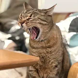 世界の中心で叫びすぎるネコ　　そらまめさん
