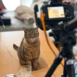 カメラに写りたがりすぎるネコ　　そらまめさん