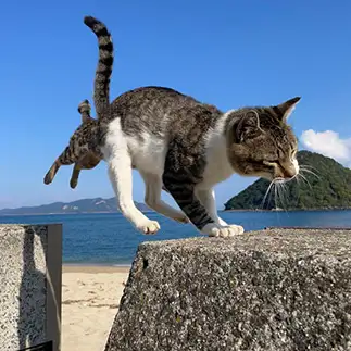 ネコバス素養がありすぎるネコ　　ぴよえもんさん