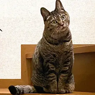 かしげすぎるネコ　　たまさん