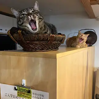 ムンクの叫びすぎるネコ　　りんこたさん