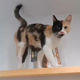 カメラ目線すぎるネコ　　ひろひとさん