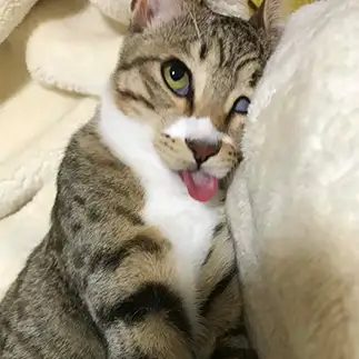 舌が出過ぎちゃったネコすぎるネコ　　えむさん