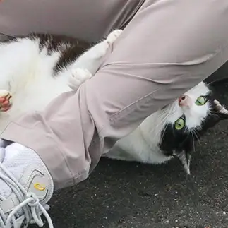 恩を仇で返しすぎるネコ　　おいにゃんさん