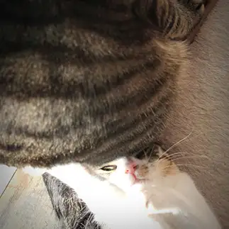摩訶不思議お尻にしゃがれてぺったんこすぎるネコ　　猫山油猫丸さん