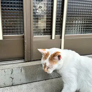目を合わせてはいけないホラーシーンすぎるネコ　　雪わたりさん