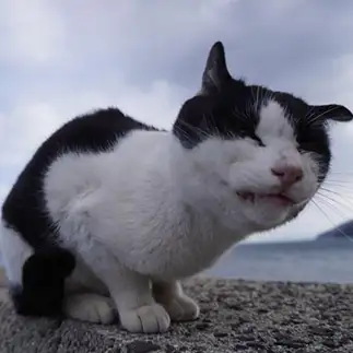 今日は風が強すぎるネコ　　たーちゃう。さん