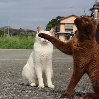 顔出しＮＧすぎるネコ　　土居　一彦さん