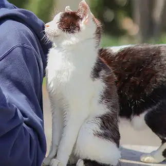 猫背じゃなさすぎるネコ　　のすけさん