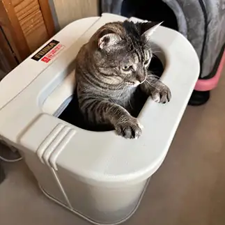 はまりすぎるネコ　　花ちゃんさん
