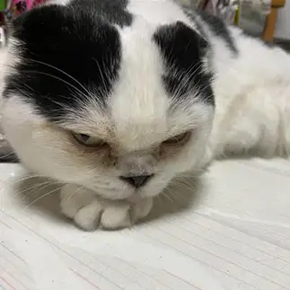 なんなんだよオイ、やるか？すぎるネコ　　ぱんだるさん