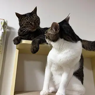 猫パンチしたの僕じゃないよと知らんぷりしすぎるネコ かんかさん