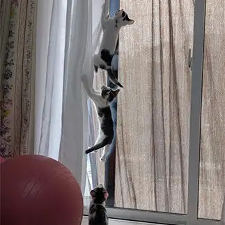逃げ上手すぎるネコ かぎしっぽさん