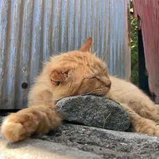 安眠は枕選びから！のこだわりが強すぎるネコ　　タウタウさん