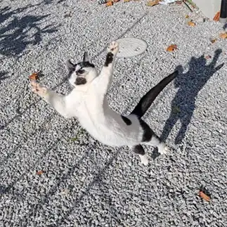 肩幅が広すぎる猫すぎるネコ　　かぎしっぽさん