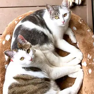 冗談だよ?と言っても笑わなすぎるネコ　　ねこまんまさん