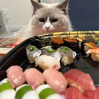 お寿司食べたすぎるネコ ポン太郎ちゃんさん