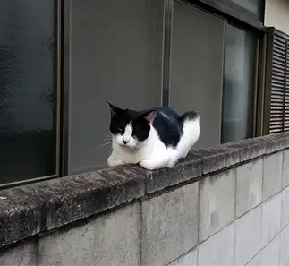 モノレールすぎるネコ　　たーちゃう。さん