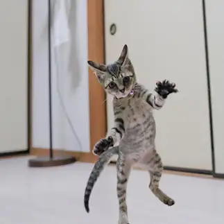歌舞伎役者すぎるネコ りりさん