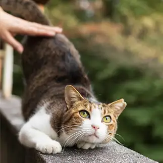 上目遣いがかわいすぎるネコ　　りりさん