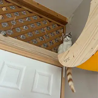尻尾の色が違いすぎるネコ おおしまちいきねこさん