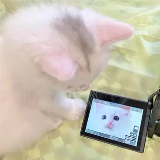 画面越しの視線にきゅるきゅるしすぎるネコ　　猫が師匠さん
