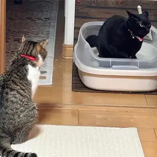 じーっと見られてるけど、真剣におトイレしすぎるネコ　　ぽこみさん