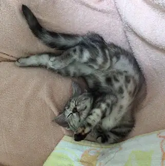 体がどうなってるのかわからなすぎるネコ　　こむぎさん