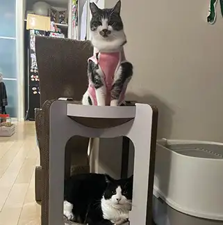 ボディービルダーすぎるネコ　　えいこ８さん