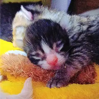 期待の新星現る！覆面レスラーすぎるネコ　　猫山油猫丸さん