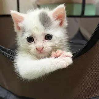 一息のつき方が人間すぎるネコ　　こはまし専用さん
