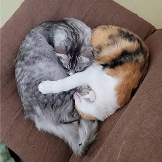 ハートすぎる猫すぎるネコ　　ごまさん