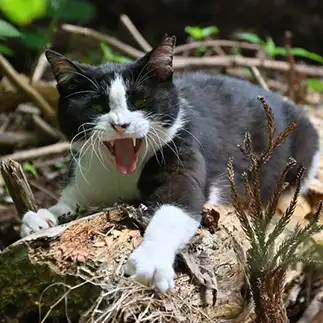 化け猫すぎるネコ　　仙城　彩漓さん