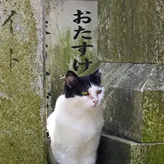 おたすけすぎるネコ 仙城 彩漓さん