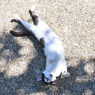 長すぎるネコ　　仙城　彩漓さん