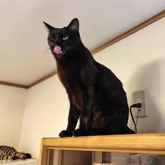 充電完了して満腹すぎるネコ　　こいけしきさん