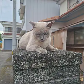 睨みすぎるネコ　　おおしまちいきねこさん