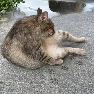 サインの練習は万全すぎるネコ ぴよえもんさん