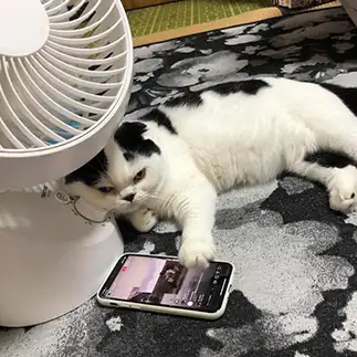 ぼくの夏休み、だらけすぎるネコ　　ぱんだるさん