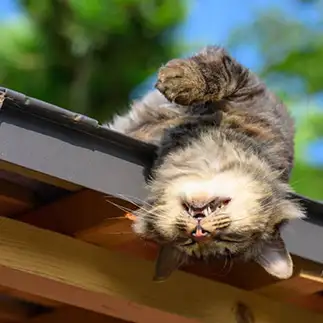 液体すぎるネコ けんたけ*猫写真さん