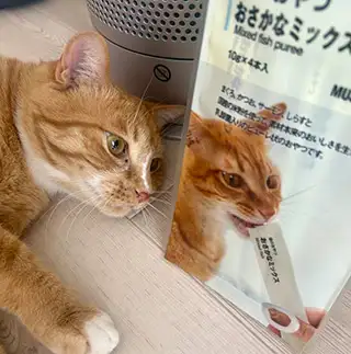 ぼくもモデルできたんじゃないかな…すぎるネコ banmamiさん