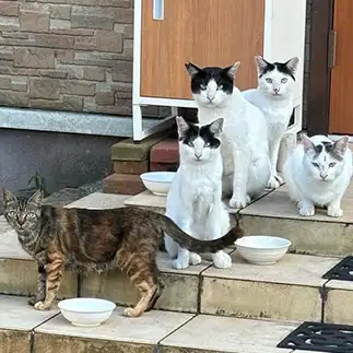 初めての家族写真に緊張しすぎるネコ おおしまちいきねこさん