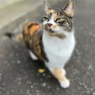 美しすぎるネコ　　あちゃさん
