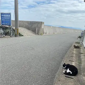 飛び石すぎるネコ　　飛梅さん