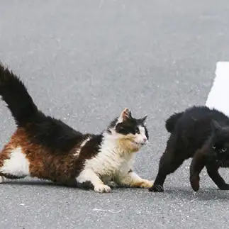 大人雄猫の本意気威嚇すぎるネコ　　おいにゃんさん