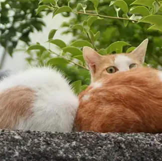 にらみすぎるネコ　　ちよさん