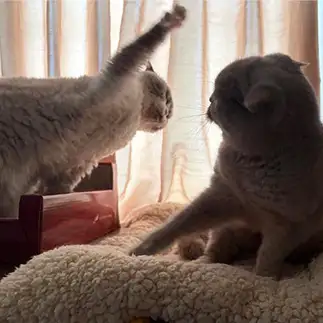 距離ありすぎて当てる気ない猫たちすぎるネコ まあたんママさん