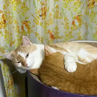 イケニャンすぎるネコ　　てーさん