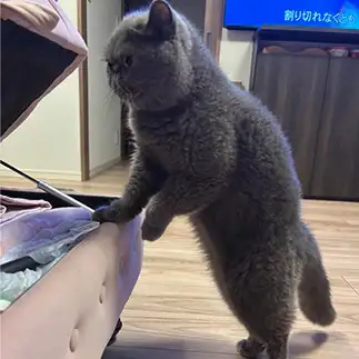 立ちすぎるネコ　　みくさん